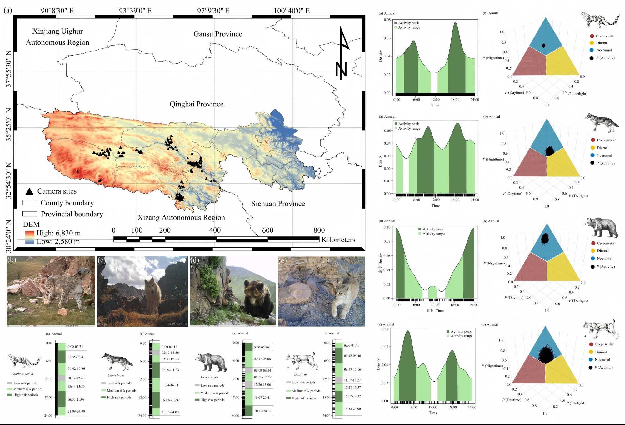 西北高原所在大型食肉动物日活动模式及潜在人兽冲突预防措施研究中取得新进展