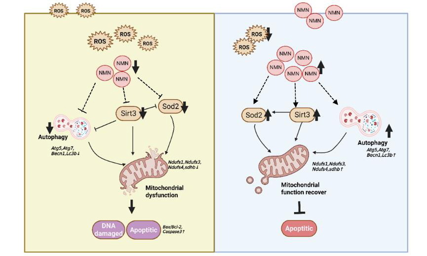 西北高原所揭示母源性低氧暴露致雌性动物生殖损伤的改善策略